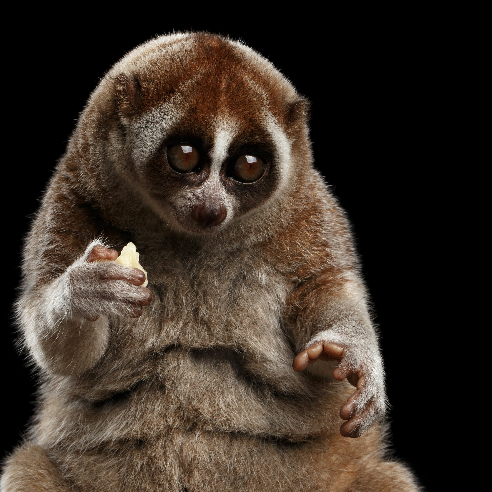 65495271 - close-up face of cute lemur slow loris sitting and eating isolated black background